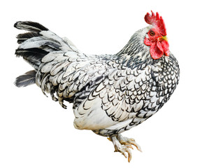 Big beautiful male rooster isolated on white background. Cock crowing in front of white background. Farm animals. White and black isolated rooster full size. 