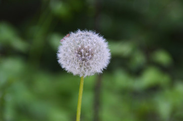 Soffione, fiore che vola al tirar del vento