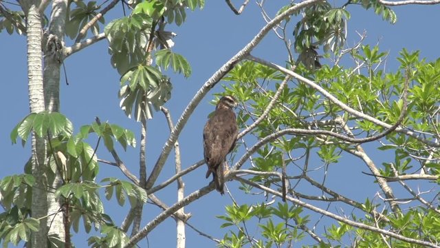 bird of prey in tree, Pantanal,  Mato Grosso do Sul
