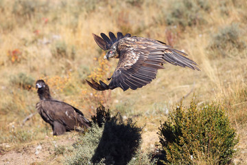 The bearded vulture (Gypaetus barbatus), also known as the lammergeier or ossifrage, flying young bird, in the background sitting black vulture, two rare birds of prey on one photo