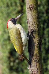 The European green woodpecker (Picus viridis) on the tree