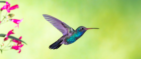 Broad-billed Hummingbird in flight © Gale Boyer