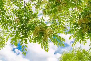 Spring blossom tree canopy against blue sky with clouds, summer nature background.