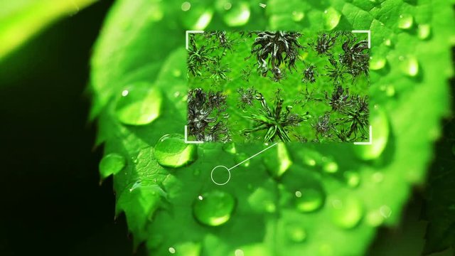 Microbiology. Microorganisms. Parasites and bacteria on a leaf of a young plant. Video and graphics. HD