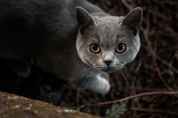 Cat playing outside in the garden