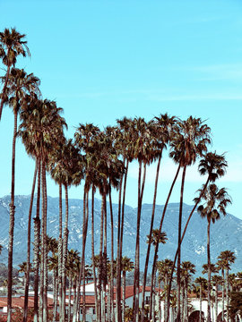 Palm group in Santa Barbara, California -Vintage