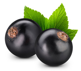 black currant branch