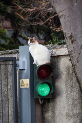 Cat on the traffic light