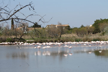 Naklejka premium Pink flamingos in Camargue, France
