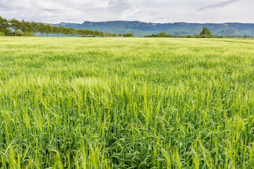 French countryside. Cornfield on a windy day in the French Department of Drome with the mountains of Vercors in the background.