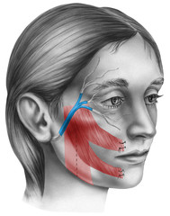 Surgery to restore movement in patients with facial paralysis caused by nerve damage. - obrazy, fototapety, plakaty