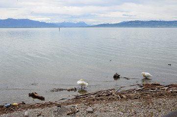 Obraz premium Swan with baby chicks, Lindau, Bodensee, in South Germany, May 2017