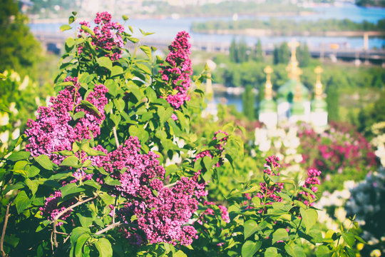 Lilac blossom in botanical garden in Kyiv, Ukraine