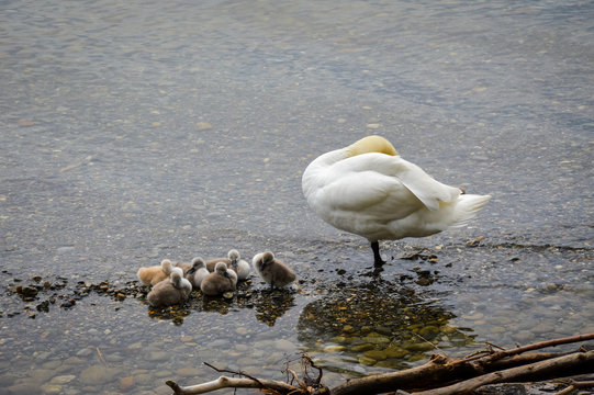 Swan with baby chicks, Lindau, Bodensee, in South Germany, May 2017