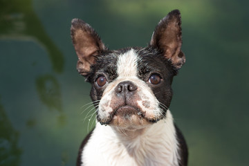 Boston terrier