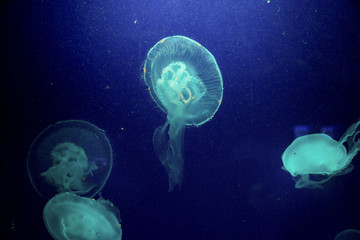 Moon jelly fish in aquarium