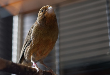 A canary in a cage in an apartment on a sunny day