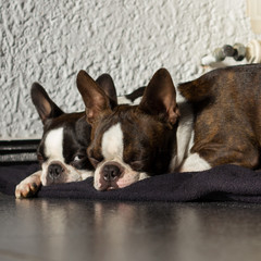 Boston terrier