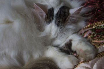 спящая кошка