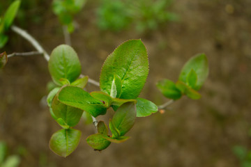 Дерево распускать листья 
