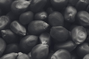  A black and white food background texture image of popcorn kernels 