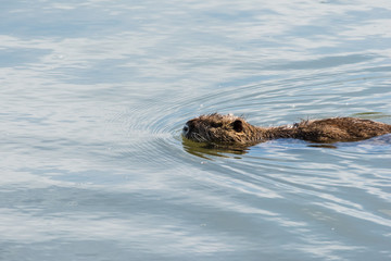 Nutria che nuota