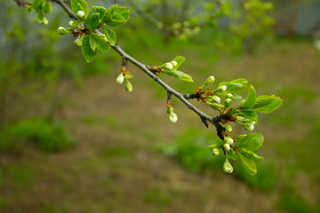 Цветущая яблоня 