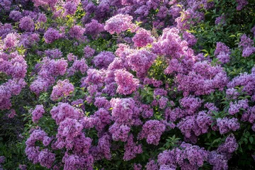 Photo sur Plexiglas Lilas Panorama des arbres lilas en fleurs de printemps