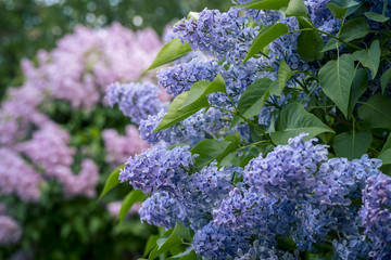 Spring Blooming Lilac Branches