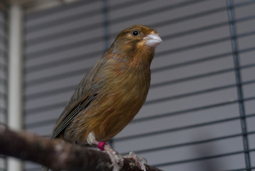 A canary in a cage in an apartment on a sunny day