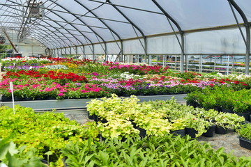Blooming multi-colored flowers and herbs at the greenhouse.