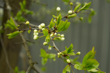 Цветущая яблоня 