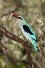 The woodland kingfisher (Halcyon senegalensis) sitting on the branch with green background