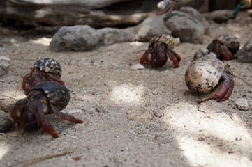 Hermit crabs on the beach