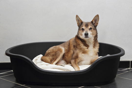 chienne dans panier int&eacute;rieur maison