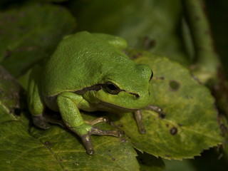 Laubfrosch im Baum