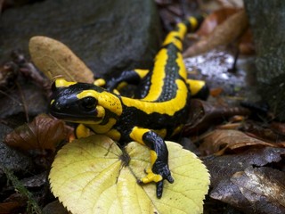 Feuersalamander im Herbstlaub