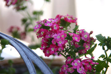 Blumen Blüten Garten