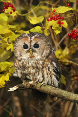 The tawny owl or brown owl (Strix aluco) in the bushes