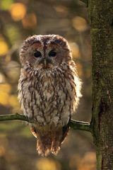 The tawny owl or brown owl (Strix aluco) on the branch sitting in backlit