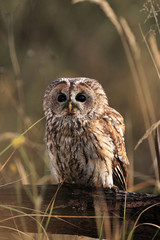 The tawny owl or brown owl (Strix aluco) sitting on a wooden stake