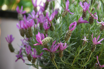 Blumen Blüten Garten