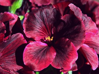 red flowers of geranium potted plant