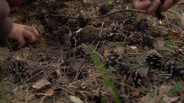 collecting cones in the forest