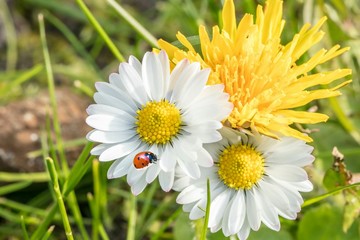 Obraz premium Marienkäfer auf Gänseblümchen 