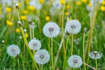 Dandelion balls closeup on a green background with yellow flowers in the background