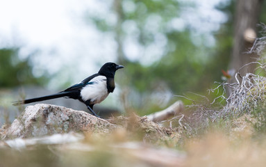 Magpie hunting for seagls aggs