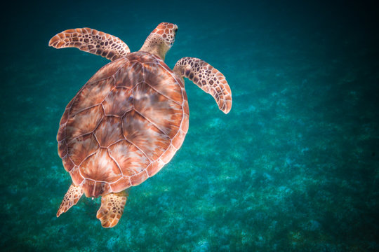 Sea turtle swimming in harbor of St. John, Virgin Islands
