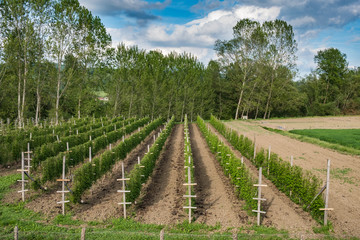Fototapeta na wymiar Raspberry plants forming straight rows in field plantation