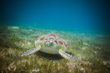 Sea turtle eating sea grass in harbor of St. John, Virgin Islands